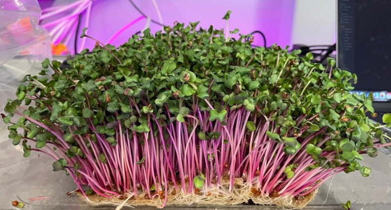 Amaranth microgreens — magenta stems under LED